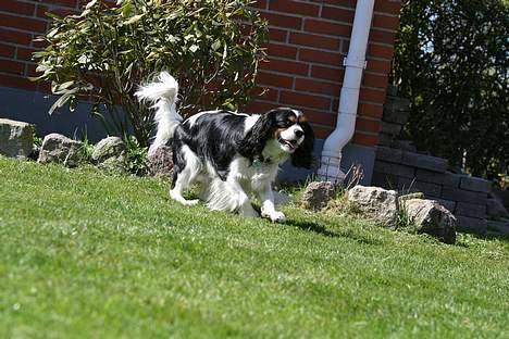 Cavalier king charles spaniel Birkedals Bastian billede 11