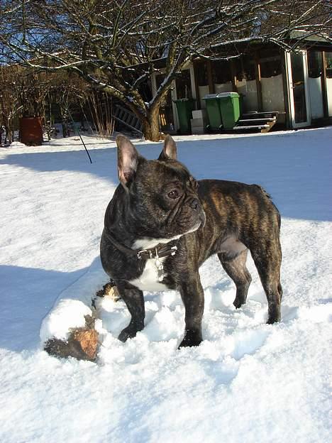 Fransk bulldog Monty - Monty 2007 billede 8