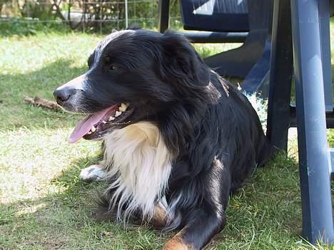 Border collie Jesse James billede 7