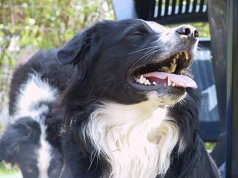 Border collie Jesse James billede 8