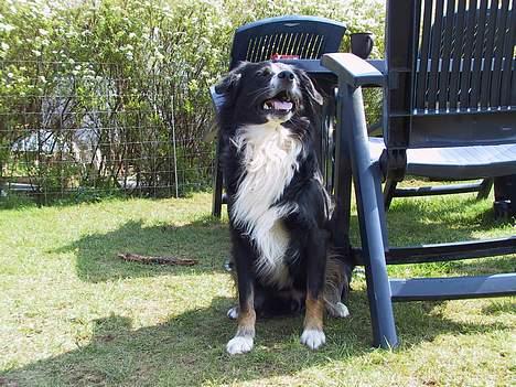 Border collie Jesse James billede 9