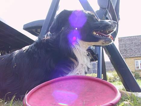Border collie Jesse James - elsker sommer og sol billede 10