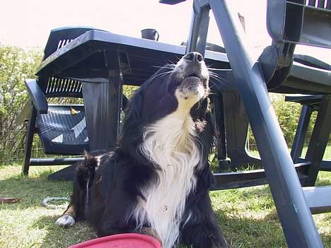 Border collie Jesse James billede 11