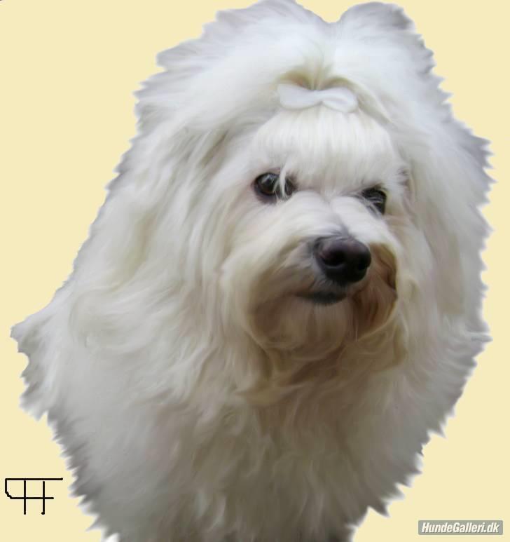 Bichon havanais Jabir's Danés Jalapeno - Penjo billede 1