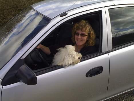 Bichon havanais Jabir's Danés Jalapeno - Mors nye bil - normalt sidder jeg på bagsædet i sele billede 2