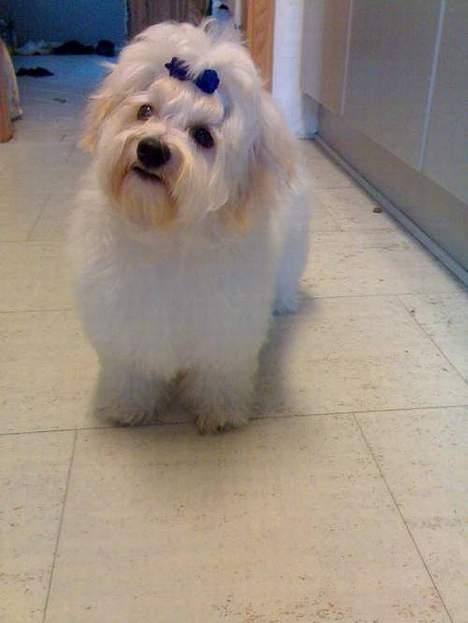 Bichon havanais Jabir's Danés Jalapeno - Nybadet - 5 mdr gammel billede 3