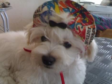 Bichon havanais Jabir's Danés Jalapeno - 3 mdr gammel - og jeg udstyres med kasket og første topsløjfe  billede 4