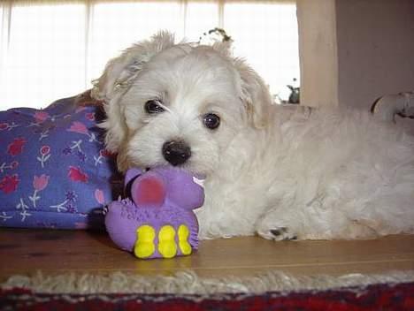 Bichon havanais Jabir's Danés Jalapeno - 8 uger gammel - Jeg er lige flyttet ind billede 5