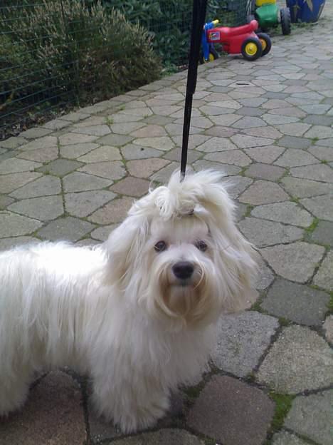 Bichon havanais Jabir's Danés Jalapeno - Klar til en frisk gå-tur billede 6