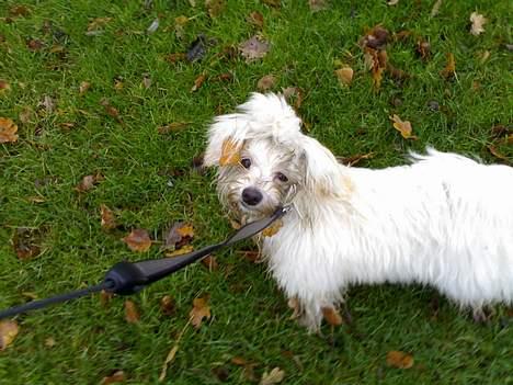 Bichon havanais Jabir's Danés Jalapeno - Har rodet i bladene - og er dejlig beskidt ;-) billede 7