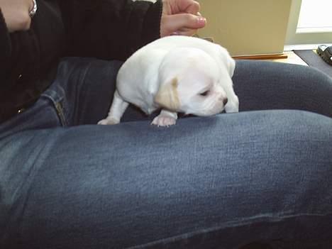 Blanding af racer Mickey billede 2