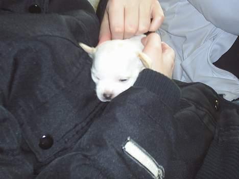 Blanding af racer Mickey billede 4