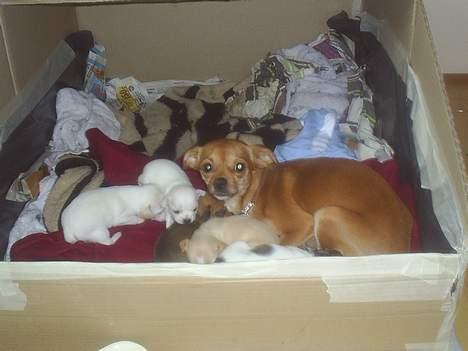 Blanding af racer Mickey billede 5