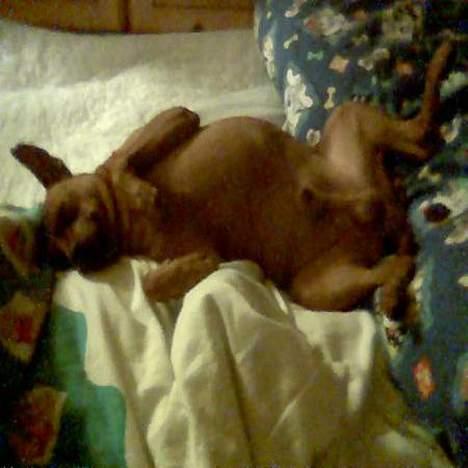 Dvaergpinscher Nuller - RIP† - og du snorkede. her er for stille nu.. billede 6