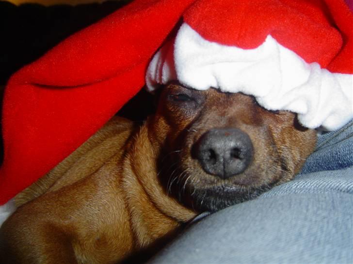 Dvaergpinscher Nuller - RIP† - du fandt dig i alt fra min side.. også selvom det gjorde ondt. det så jeg da du skulle aflives. billede 7