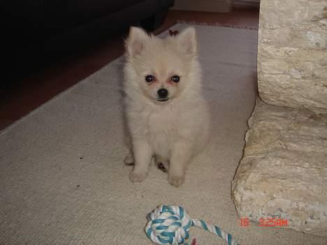 Pomeranian BamBam billede 5