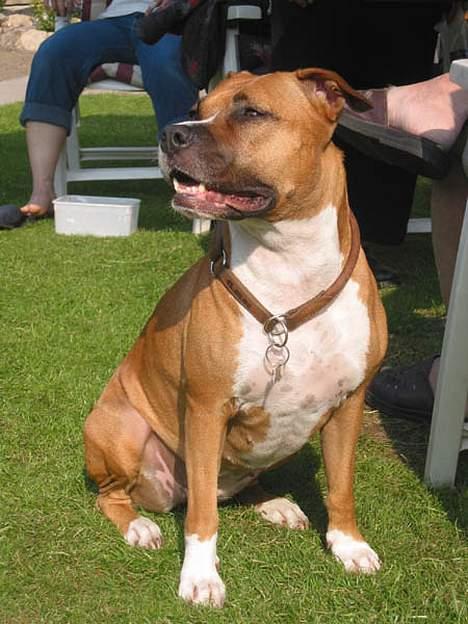 Amerikansk staffordshire terrier Tovdal Crystal Rainbow billede 1