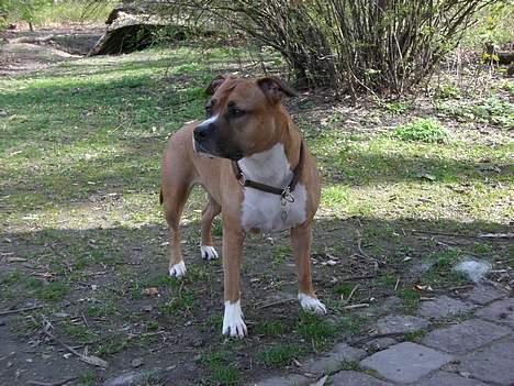 Amerikansk staffordshire terrier Tovdal Crystal Rainbow billede 2