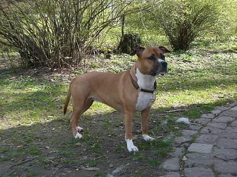 Amerikansk staffordshire terrier Tovdal Crystal Rainbow billede 3