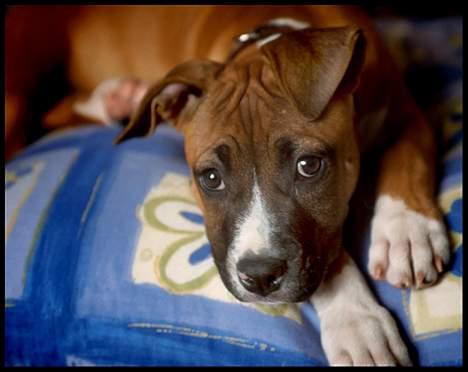 Amerikansk staffordshire terrier Tovdal Crystal Rainbow billede 4