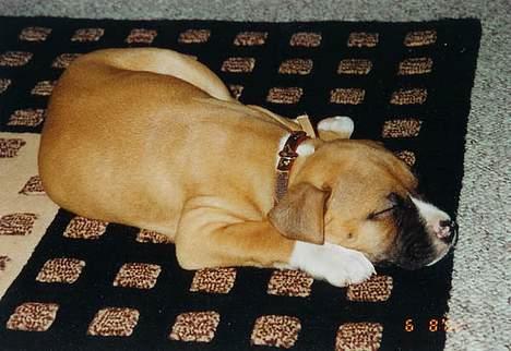 Amerikansk staffordshire terrier Tovdal Crystal Rainbow billede 5