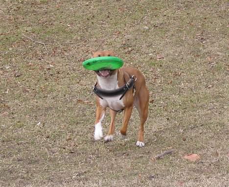 Amerikansk staffordshire terrier Tovdal Crystal Rainbow billede 6