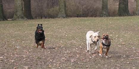 Amerikansk staffordshire terrier Tovdal Crystal Rainbow billede 7