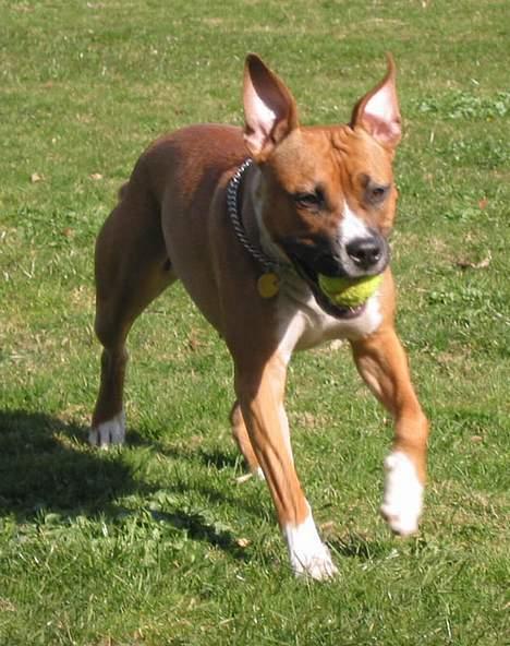 Amerikansk staffordshire terrier Tovdal Crystal Rainbow billede 8