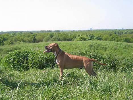Amerikansk staffordshire terrier Tovdal Crystal Rainbow billede 9