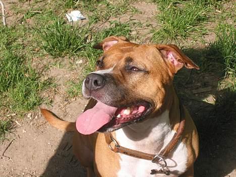 Amerikansk staffordshire terrier Tovdal Crystal Rainbow billede 10