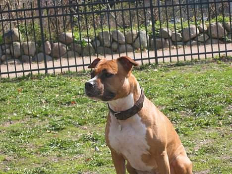 Amerikansk staffordshire terrier Tovdal Crystal Rainbow billede 11