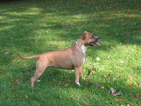 Amerikansk staffordshire terrier Tovdal Crystal Rainbow billede 12
