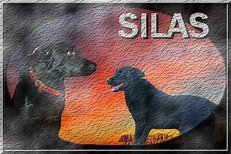 Labrador retriever Silas * R.I.P. * - Tusinde tak for de dejlige billeder <3 billede 12