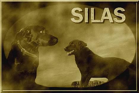 Labrador retriever Silas * R.I.P. * - Smuk i alle farver . billede 13
