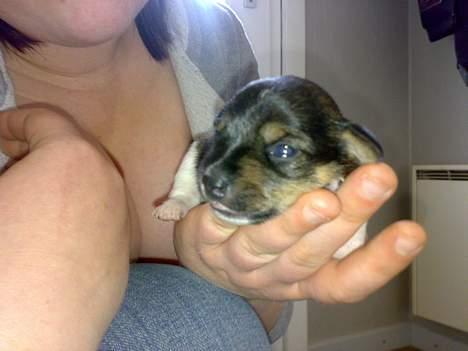 Dansk svensk gaardhund Tumle - Tumle 1 uge og 3 dage gammel - Har nu fået øjne billede 10