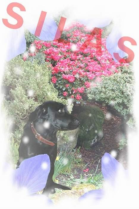 Labrador retriever Silas * R.I.P. * - . <33333333333 billede 14