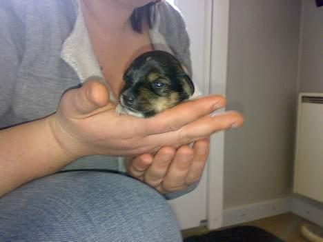 Dansk svensk gaardhund Tumle - Tumle 1 uge og 3 dage gammel - Har nu fået øjne billede 11