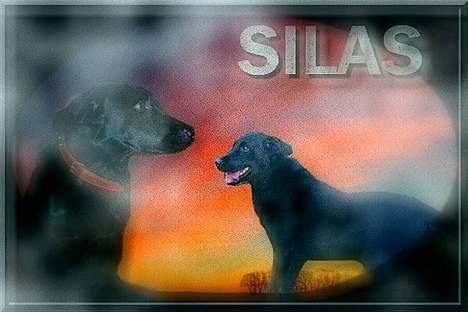 Labrador retriever Silas * R.I.P. * - Smuk ik?  billede 15