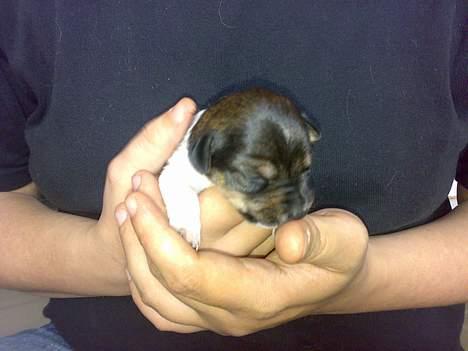 Dansk svensk gaardhund Tumle - Tumle 1 uge og 3 dage gammel - Har nu fået øjne billede 12