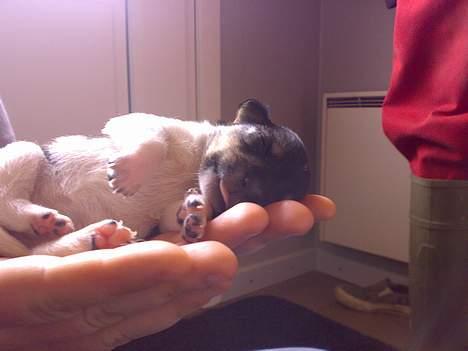 Dansk svensk gaardhund Tumle - Tumle 1 uge og 3 dage gammel - Har nu fået øjne billede 13