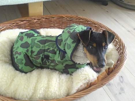 Engelsk toy terrier Rio - hygge med kødben.. billede 12