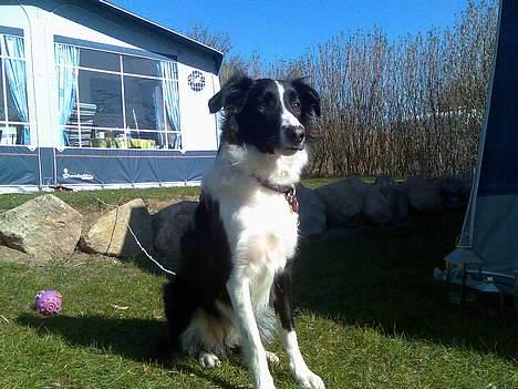 Border collie Tess billede 1