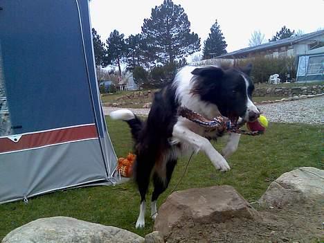 Border collie Tess - HOPLAA..! billede 2