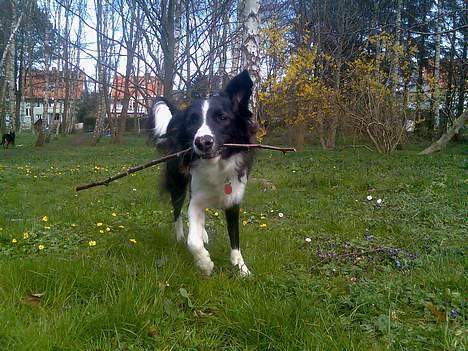 Border collie Tess billede 3
