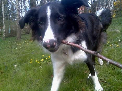 Border collie Tess billede 4