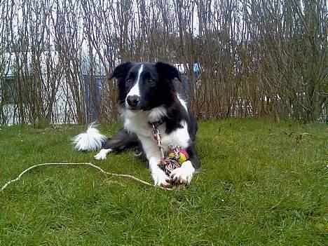 Border collie Tess billede 5