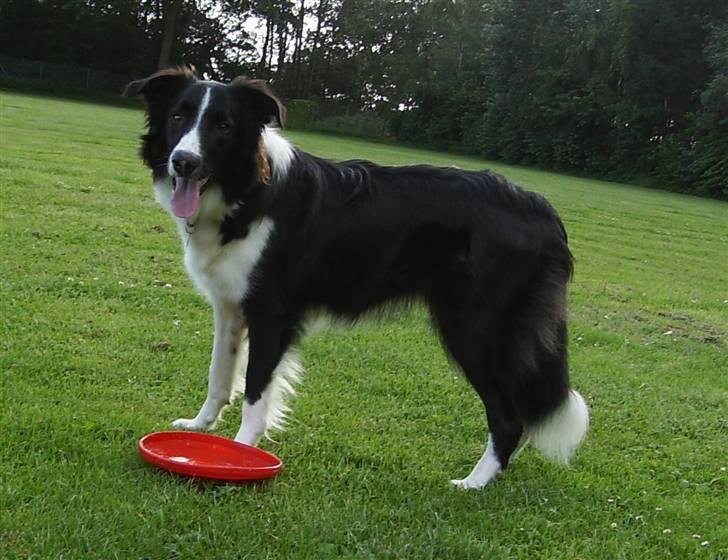 Border collie Tess billede 6