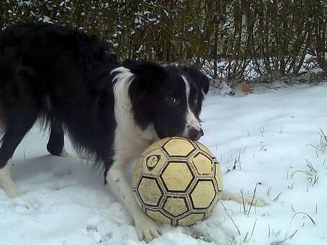 Border collie Tess billede 7