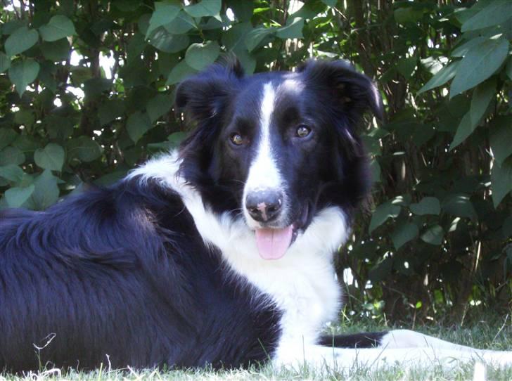 Border collie Tess billede 8