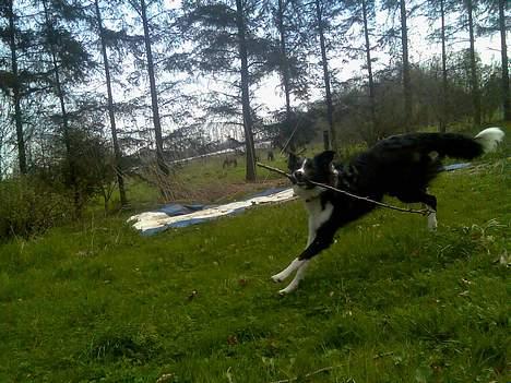 Border collie Tess - Weee.. billede 9